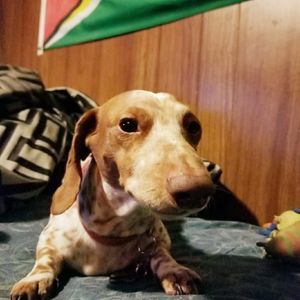 Meet your Posher, James